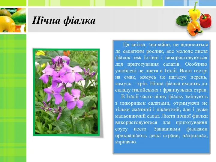 Нічна фіалка Ця квітка, звичайно, не відноситься до салатним рослин,