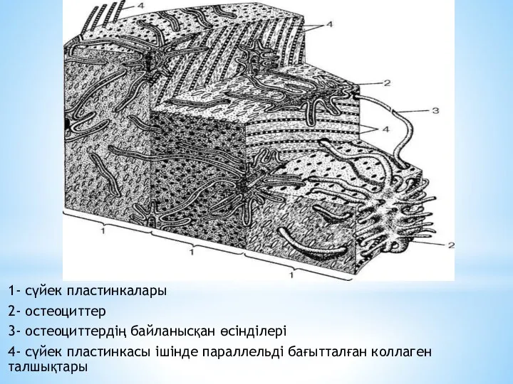 1- сүйек пластинкалары 2- остеоциттер 3- остеоциттердің байланысқан өсінділері 4-