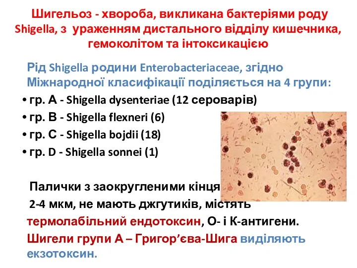 Шигельоз - хвороба, викликана бактеріями роду Shigella, з ураженням дистального