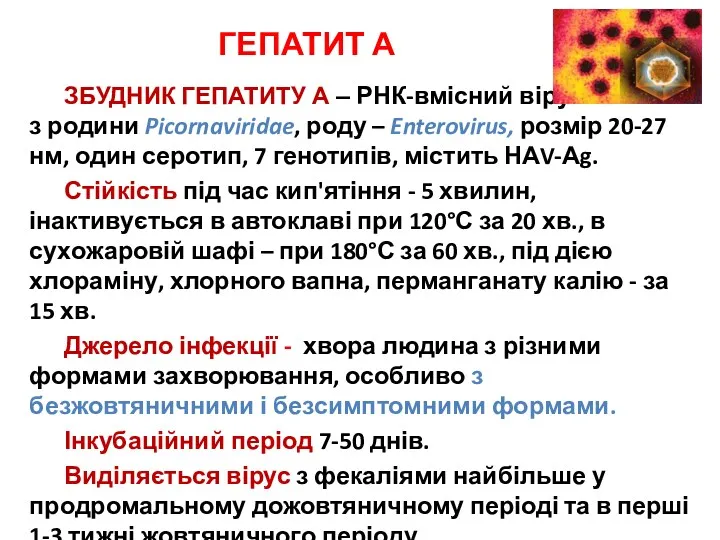 ГЕПАТИТ А ЗБУДНИК ГЕПАТИТУ А – РНК-вмісний вірус з родини