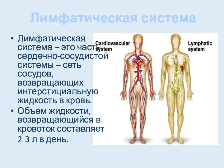 Лимфатическая система Лимфатическая система – это часть сердечно-сосудистой системы –