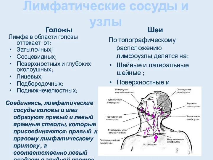 Лимфатические сосуды и узлы Головы Лимфа в области головы оттекает