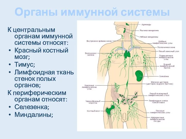 Органы иммунной системы К центральным органам иммунной системы относят: Красный