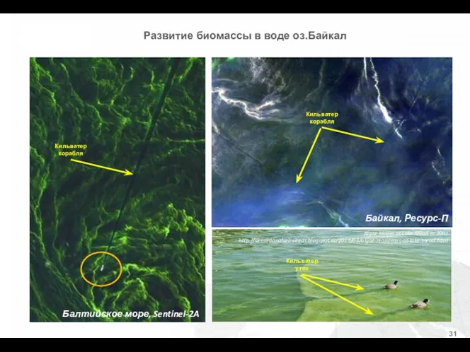 Algae bloom at Lake Mead in 2001 http://sensationalseaweeds.blogspot.ru/2015/03/algae-reappears-at-lake-mead.html Кильватер корабля