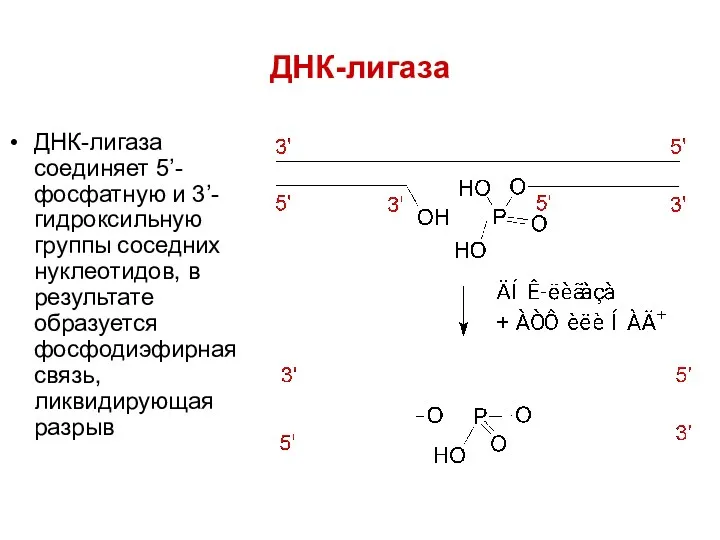 ДНК-лигаза ДНК-лигаза соединяет 5’-фосфатную и 3’-гидроксильную группы соседних нуклеотидов, в результате образуется фосфодиэфирная связь, ликвидирующая разрыв