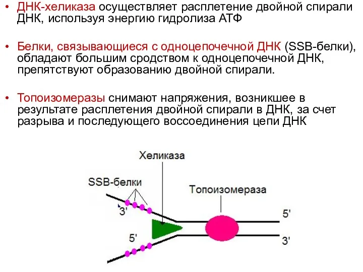 ДНК-хеликаза осуществляет расплетение двойной спирали ДНК, используя энергию гидролиза АТФ