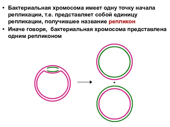 Бактериальная хромосома имеет одну точку начала репликации, т.е. представляет собой