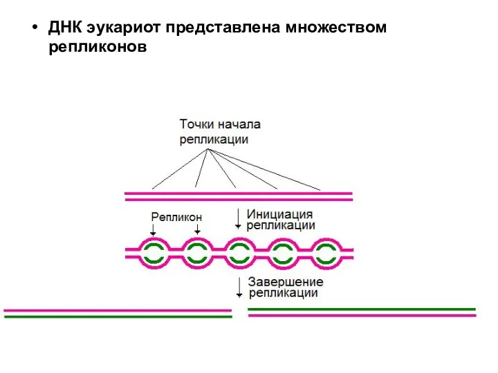 ДНК эукариот представлена множеством репликонов