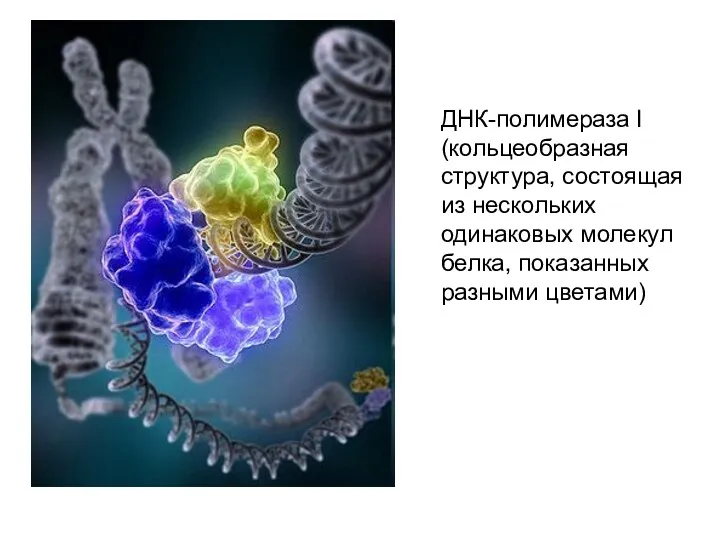 ДНК-полимераза I (кольцеобразная структура, состоящая из нескольких одинаковых молекул белка, показанных разными цветами)