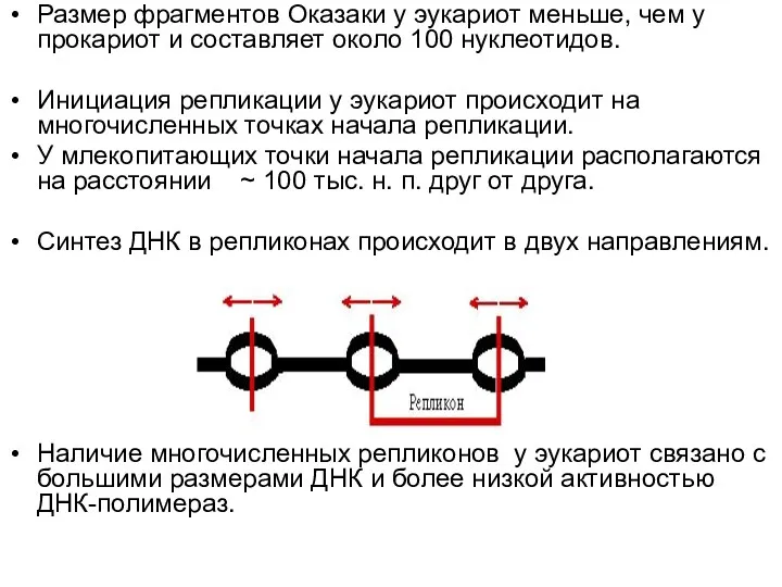 Размер фрагментов Оказаки у эукариот меньше, чем у прокариот и