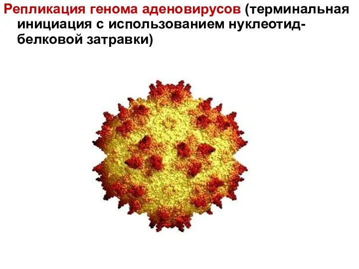 Репликация генома аденовирусов (терминальная инициация с использованием нуклеотид-белковой затравки)