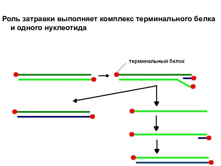 Роль затравки выполняет комплекс терминального белка и одного нуклеотида