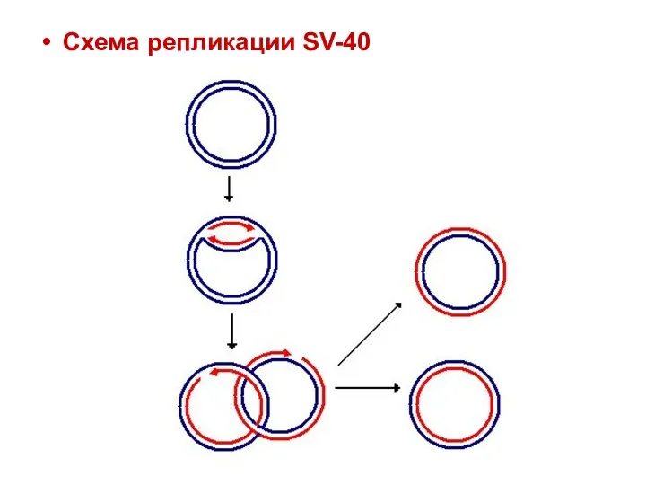Схема репликации SV-40