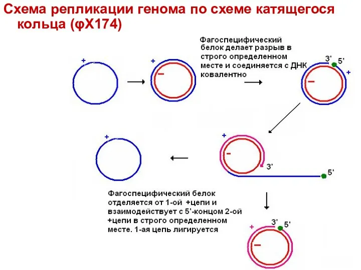 Схема репликации генома по схеме катящегося кольца (φX174)