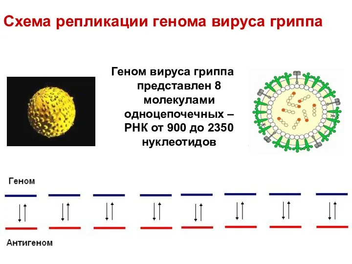 Схема репликации генома вируса гриппа Геном вируса гриппа представлен 8