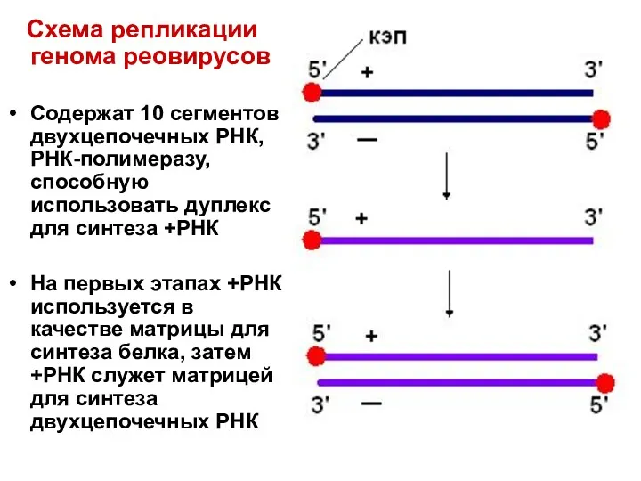 Схема репликации генома реовирусов Содержат 10 сегментов двухцепочечных РНК, РНК-полимеразу,