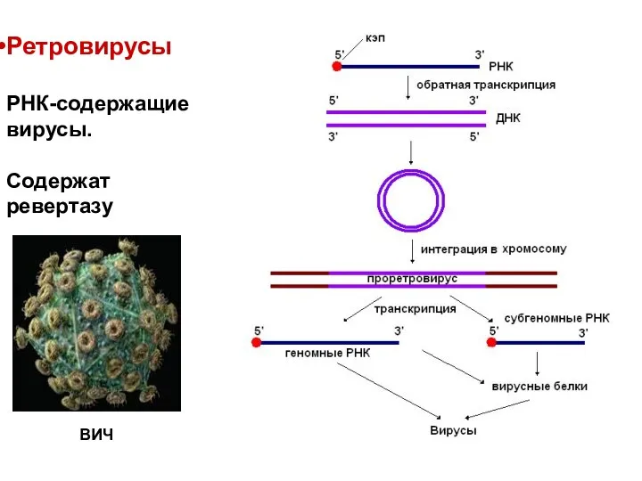 Ретровирусы РНК-содержащие вирусы. Содержат ревертазу ВИЧ