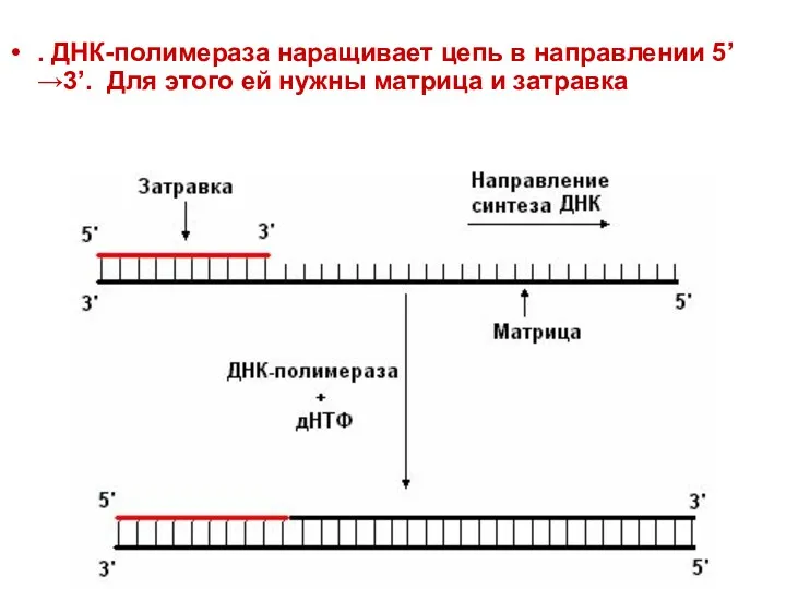 . ДНК-полимераза наращивает цепь в направлении 5’→3’. Для этого ей нужны матрица и затравка