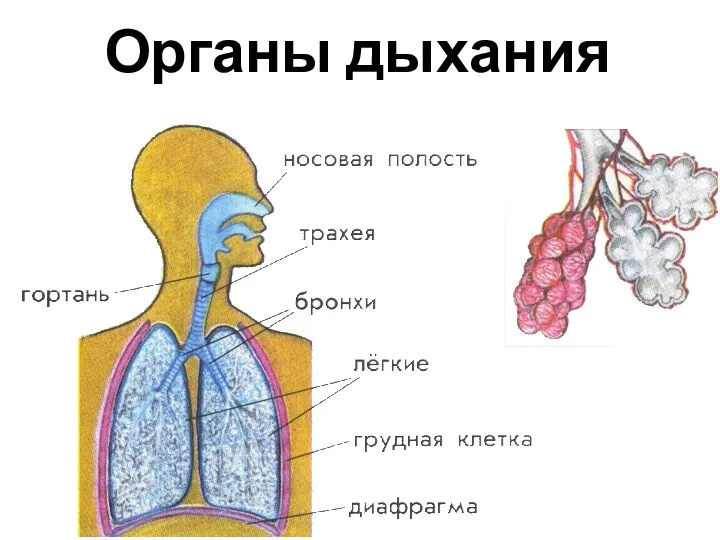 Органы дыхания