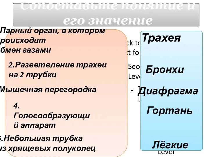 Важнейшая часть дыхательной системы, парный губчатый орган, в котором происходит обмен газами между