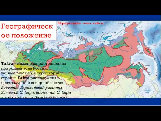 Географическое положение Тайга - самая распространенная природная зона России, занимающая