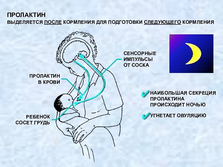 ПРОЛАКТИН ВЫДЕЛЯЕТСЯ ПОСЛЕ КОРМЛЕНИЯ ДЛЯ ПОДГОТОВКИ СЛЕДУЮЩЕГО КОРМЛЕНИЯ НАИБОЛЬШАЯ СЕКРЕЦИЯ