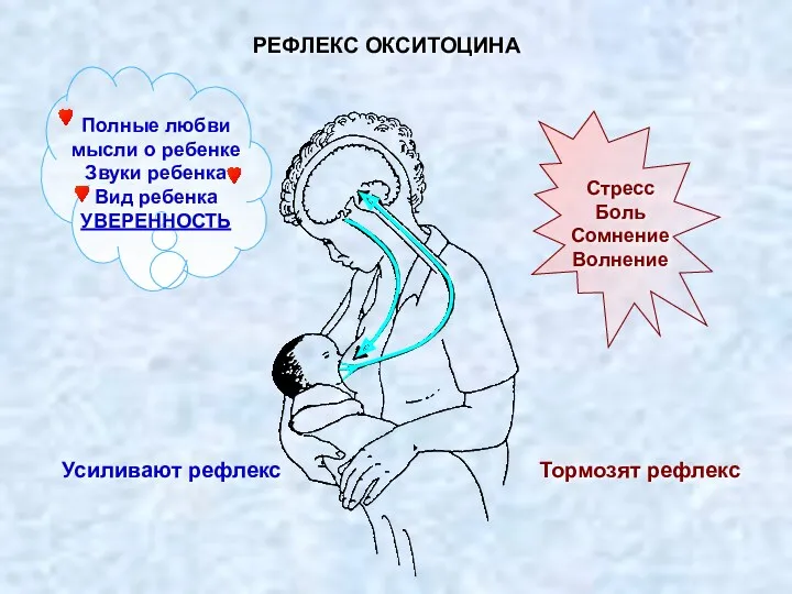 РЕФЛЕКС ОКСИТОЦИНА Усиливают рефлекс Тормозят рефлекс Полные любви мысли о