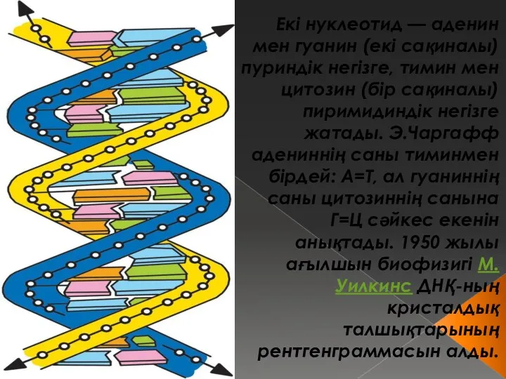 Екі нуклеотид — аденин мен гуанин (екі сақиналы) пуриндік негізге,