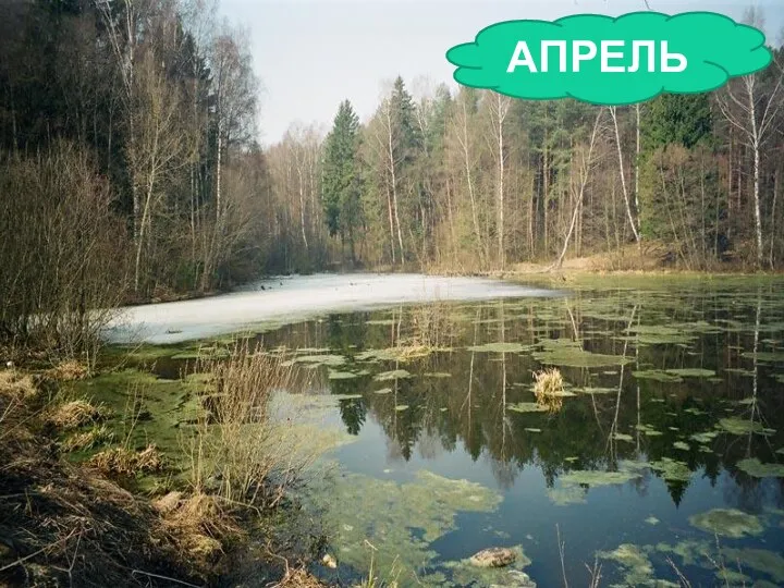 Яростно река ревёт И разламывает лёд. В домик свой скворец вернулся, А в