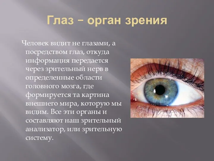 Глаз – орган зрения Человек видит не глазами, а посредством