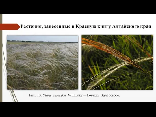 Рис. 13. Stipa zalesskii Wilensky – Ковыль Залесского.