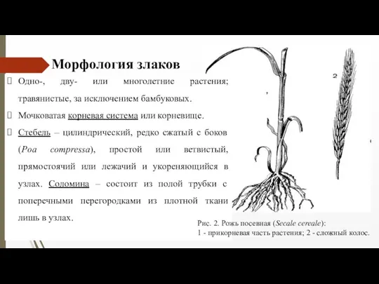 Одно-, дву- или многолетние растения; травянистые, за исключением бамбуковых. Мочковатая