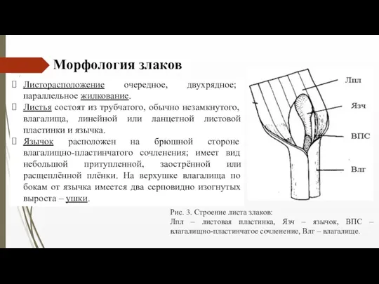 Листорасположение очередное, двухрядное; параллельное жилкование. Листья состоят из трубчатого, обычно