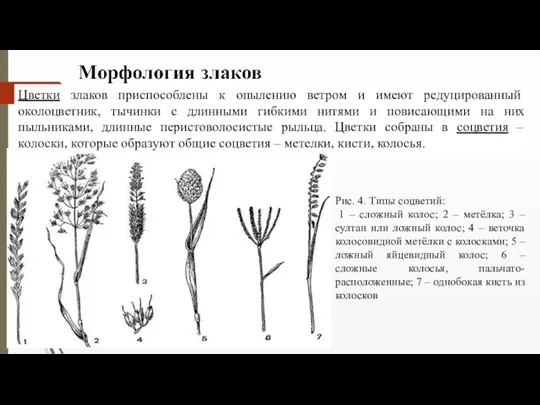 Цветки злаков приспособлены к опылению ветром и имеют редуцированный околоцветник,