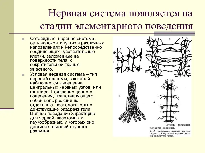 Нервная система появляется на стадии элементарного поведения Сетевидная нервная система - сеть волокон,