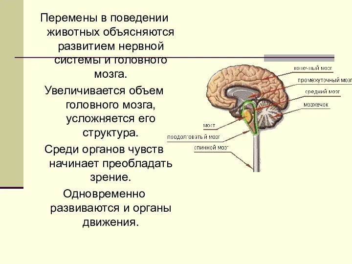 Перемены в поведении животных объясняются развитием нервной системы и головного мозга. Увеличивается объем