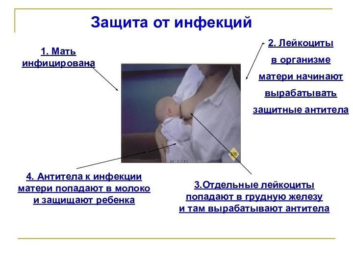 Защита от инфекций 1. Мать инфицирована 2. Лейкоциты в организме