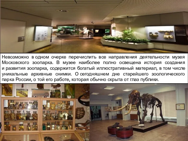 Невозможно в одном очерке перечислить все направления деятельности музея Московского зоопарка. В музее