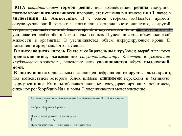 ЮГА вырабатывает гормон ренин; под воздействием ренина глобулин плазмы крови