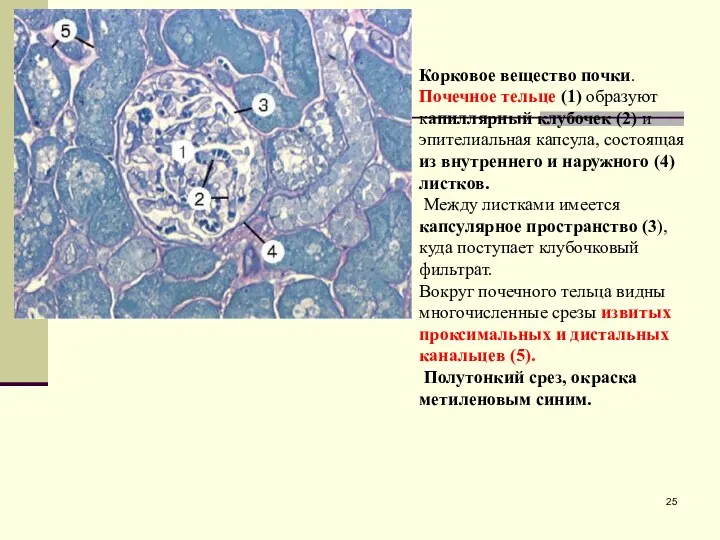 Корковое вещество почки. Почечное тельце (1) образуют капиллярный клубочек (2)