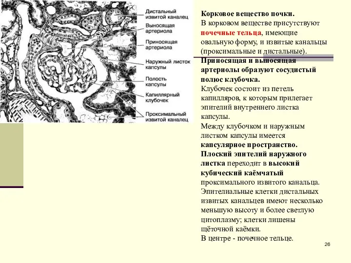 Корковое вещество почки. В корковом веществе присутствуют почечные тельца, имеющие