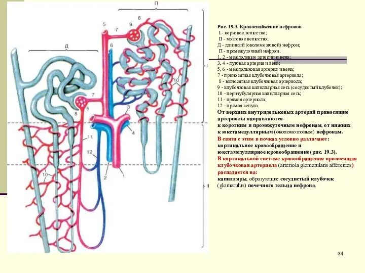 Рис. 19.3. Кровоснабжение нефронов: I - корковое вещество; II -