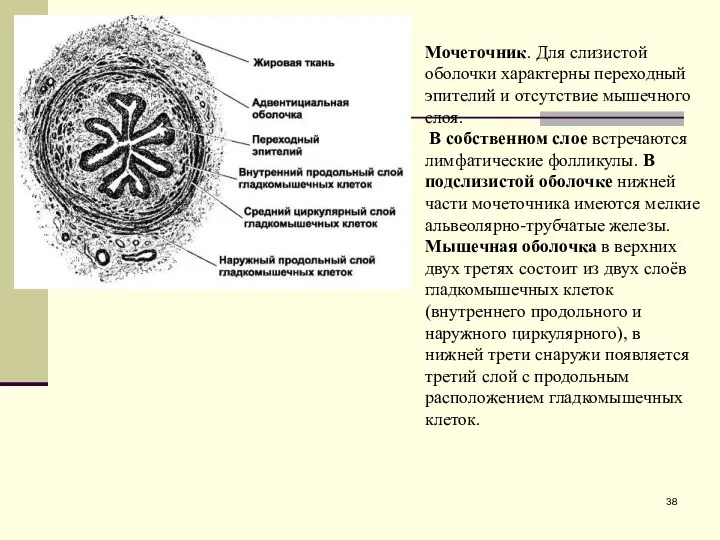 Мочеточник. Для слизистой оболочки характерны переходный эпителий и отсутствие мышечного