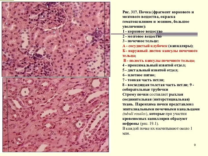 Рис. 317. Почка (фрагмент коркового и мозгового вещества, окраска гематоксилином