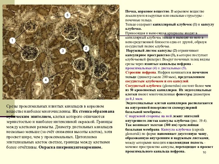 Почка, корковое вещество. В корковом веществе локализуются округлые или овальные