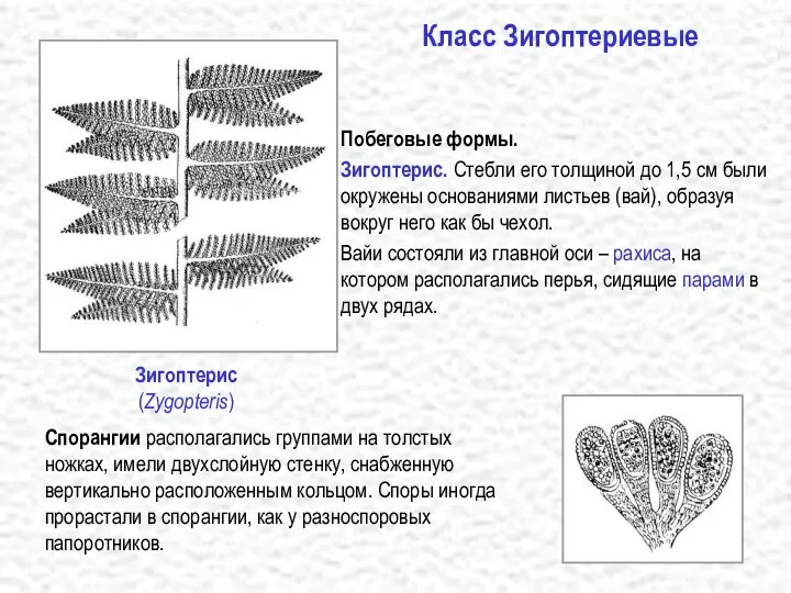 Зигоптерис (Zygopteris) Побеговые формы. Зигоптерис. Стебли его толщиной до 1,5