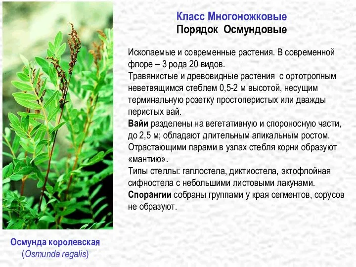 http://einstein.uab.es/botanica/criptogames/fotos_botanica/ Osmundals/Osmunda_Fertile_sterile_pinnae_KS_.jpg Ископаемые и современные растения. В современной флоре –