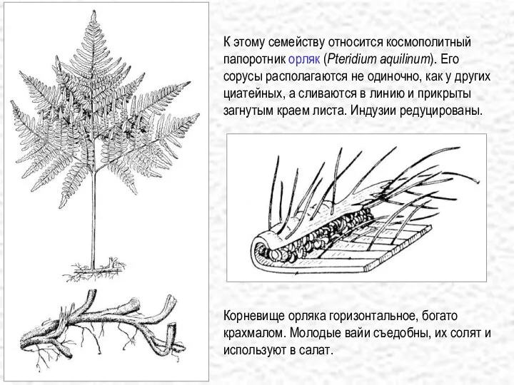 К этому семейству относится космополитный папоротник орляк (Pteridium aquilinum). Его