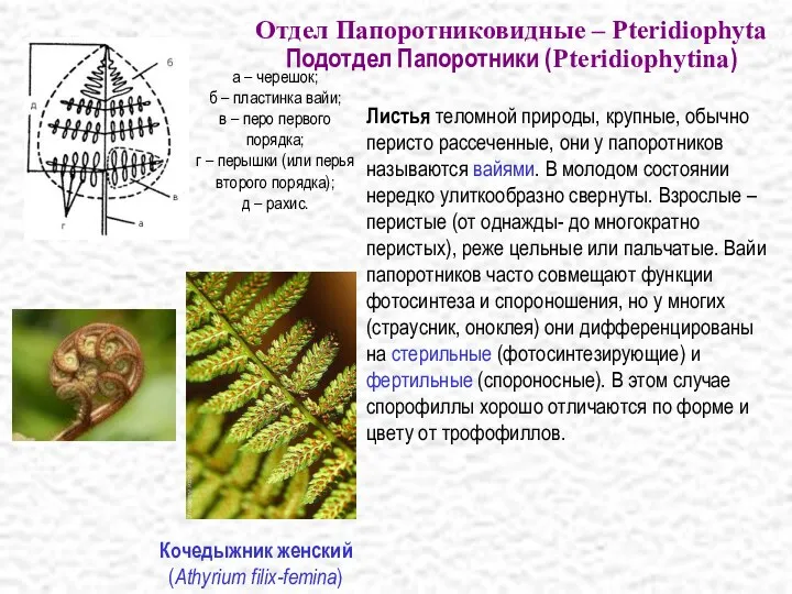 Листья теломной природы, крупные, обычно перисто рассеченные, они у папоротников