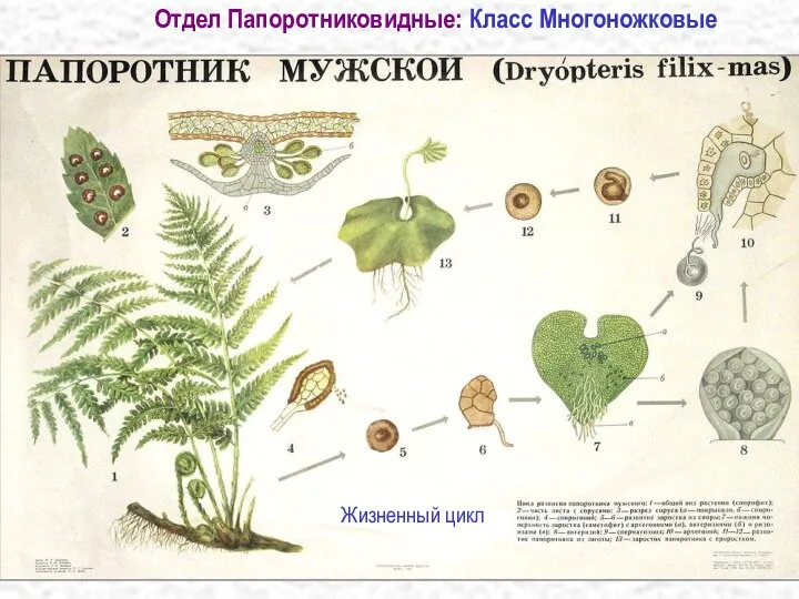 Отдел Папоротниковидные: Класс Многоножковые Жизненный цикл